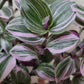 Tradescantia Continental ‘Mini Pink’