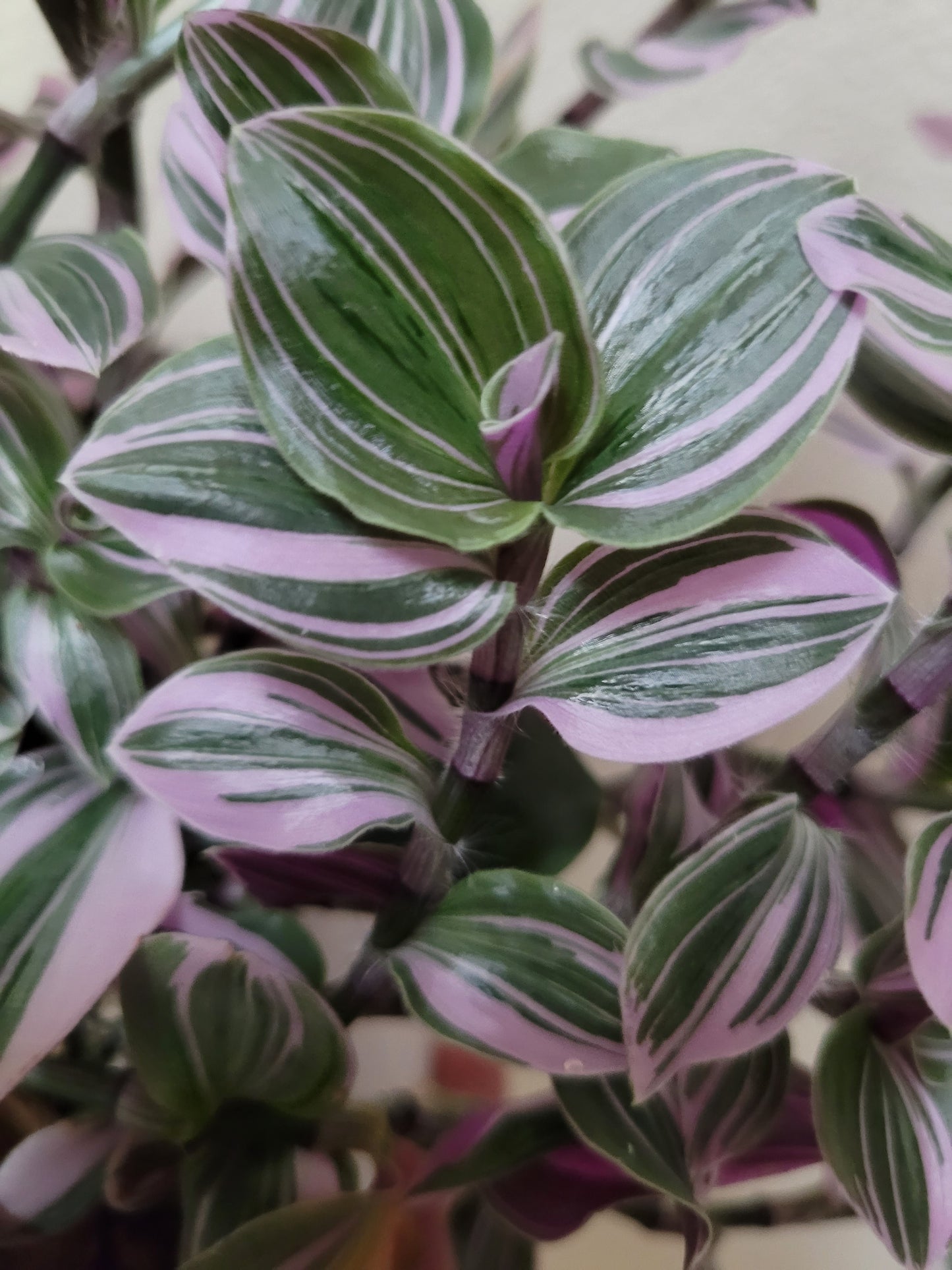 Tradescantia Continental ‘Mini Pink’