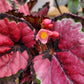 Begonia Rex ‘Harmony’s Red Robin’