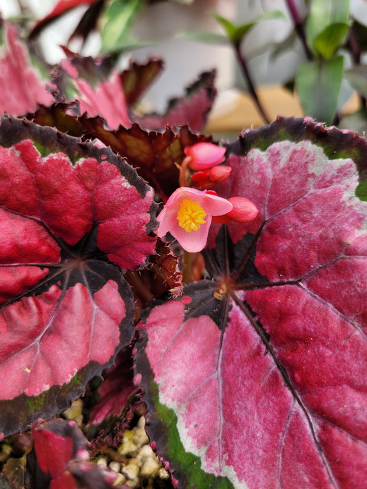 Begonia Rex ‘Harmony’s Red Robin’