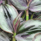 Tradescantia Zebrina ‘Little Hill’ (“Dark Desire”)