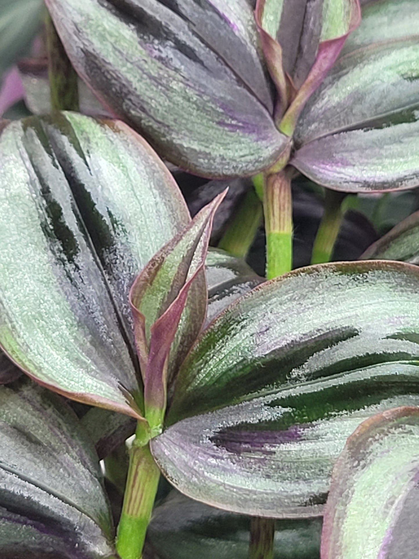 Tradescantia Zebrina ‘Little Hill’ (“Dark Desire”)