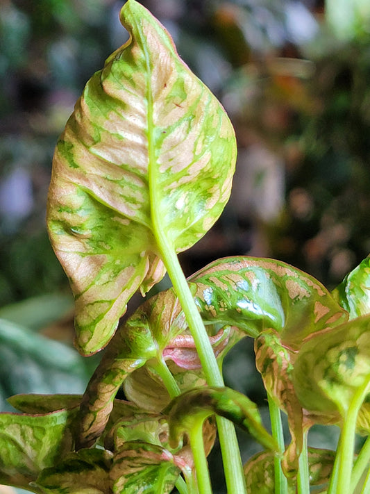 Syngonium ‘Pink Chameleon’
