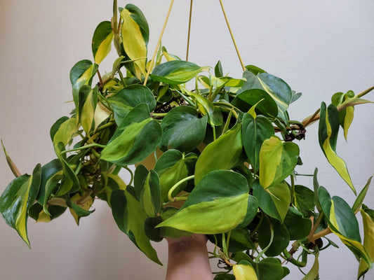 Philodendron Hederaceum “Brasil”