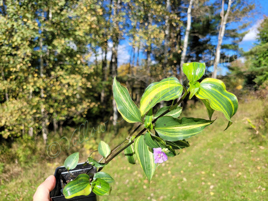 Tinantia Pringlei ‘Variegata’