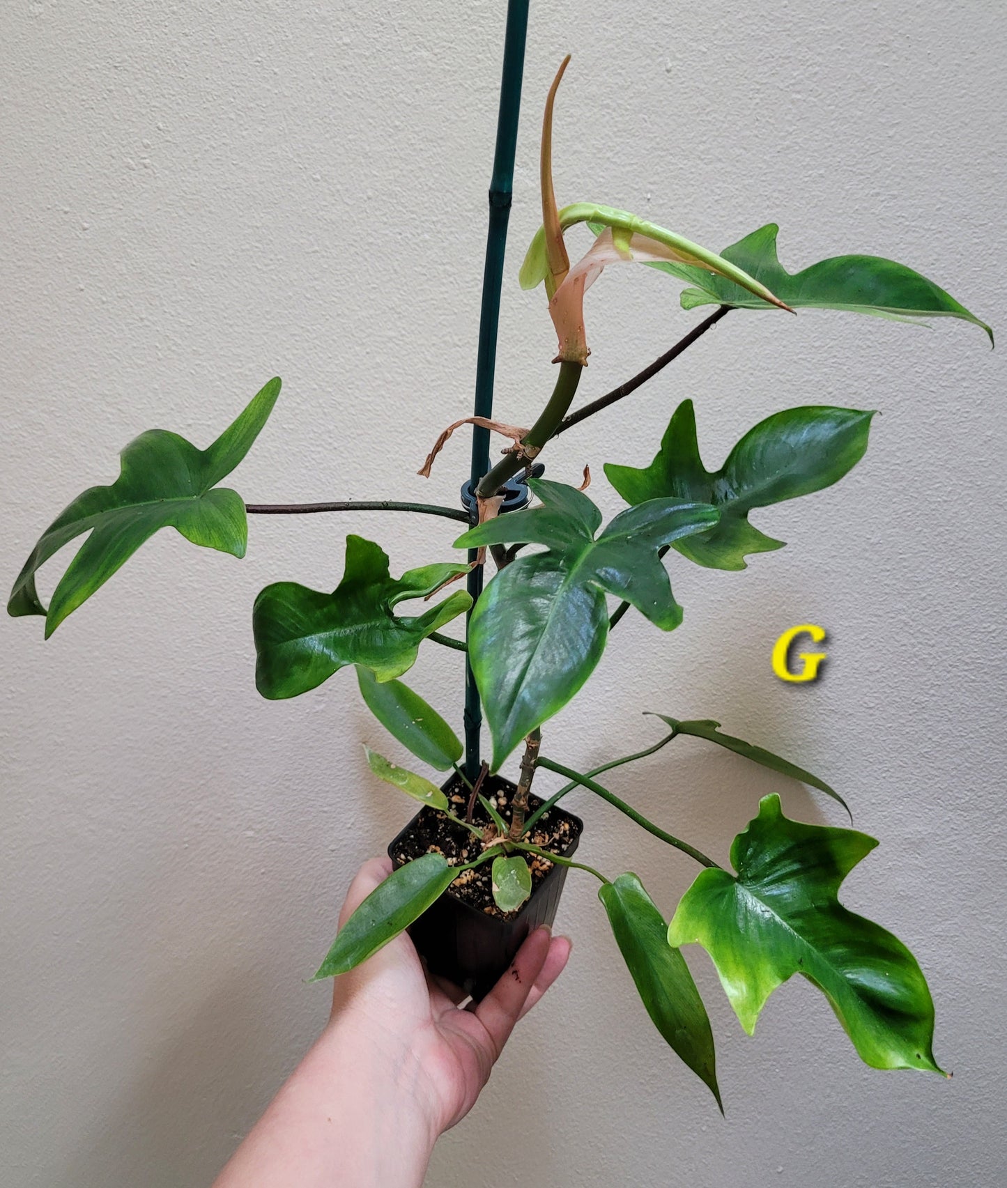 Philodendron squamiferum x pedatum ‘Florida Ghost’ “Mint”