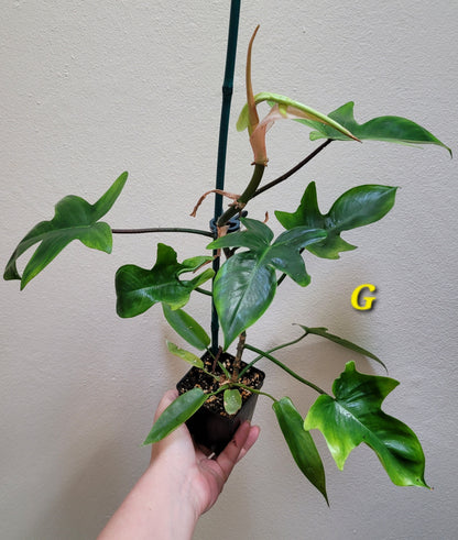 Philodendron squamiferum x pedatum ‘Florida Ghost’ “Mint”