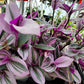 Tradescantia Cerinthoides ‘Nanouk’ (“Fantasy Venice” “Bubblegum”)