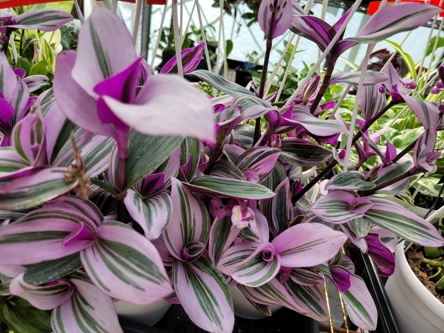 Tradescantia Cerinthoides ‘Nanouk’ (“Fantasy Venice” “Bubblegum”)