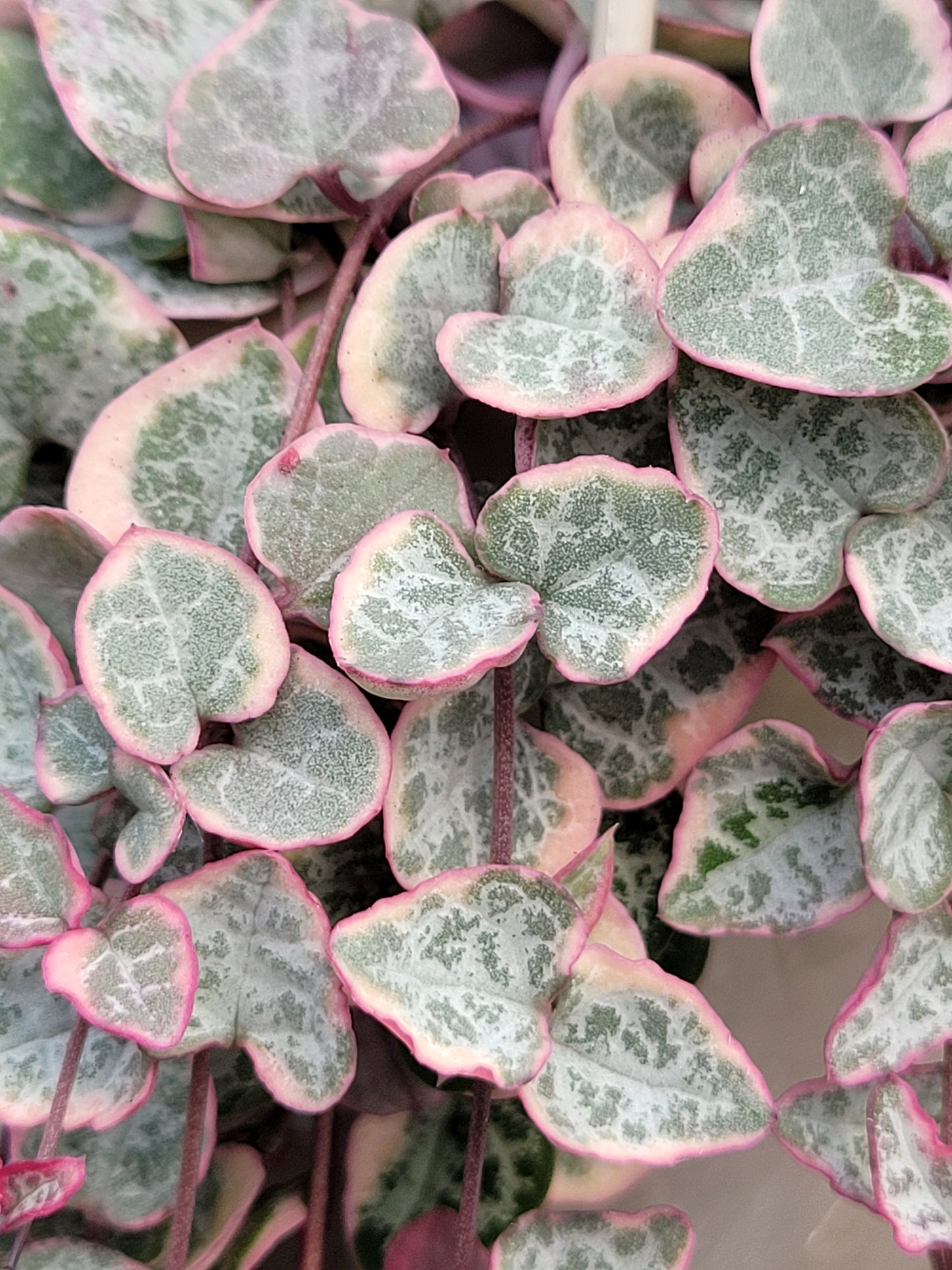 Ceriopegia linearis ‘Woodii’ (Variegated String of Hearts)