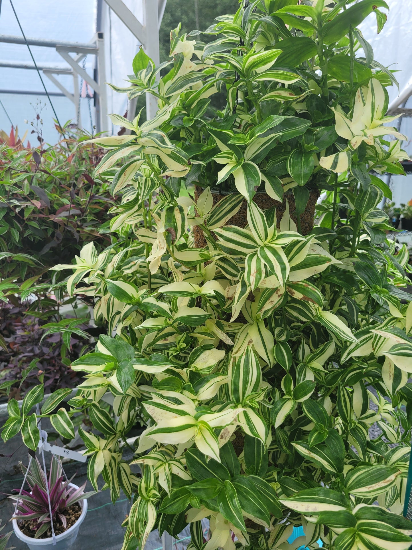 360° Hanging Planter