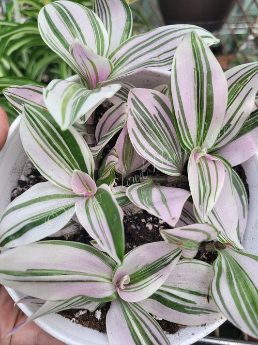 Tradescantia Continental ‘Unicorn’