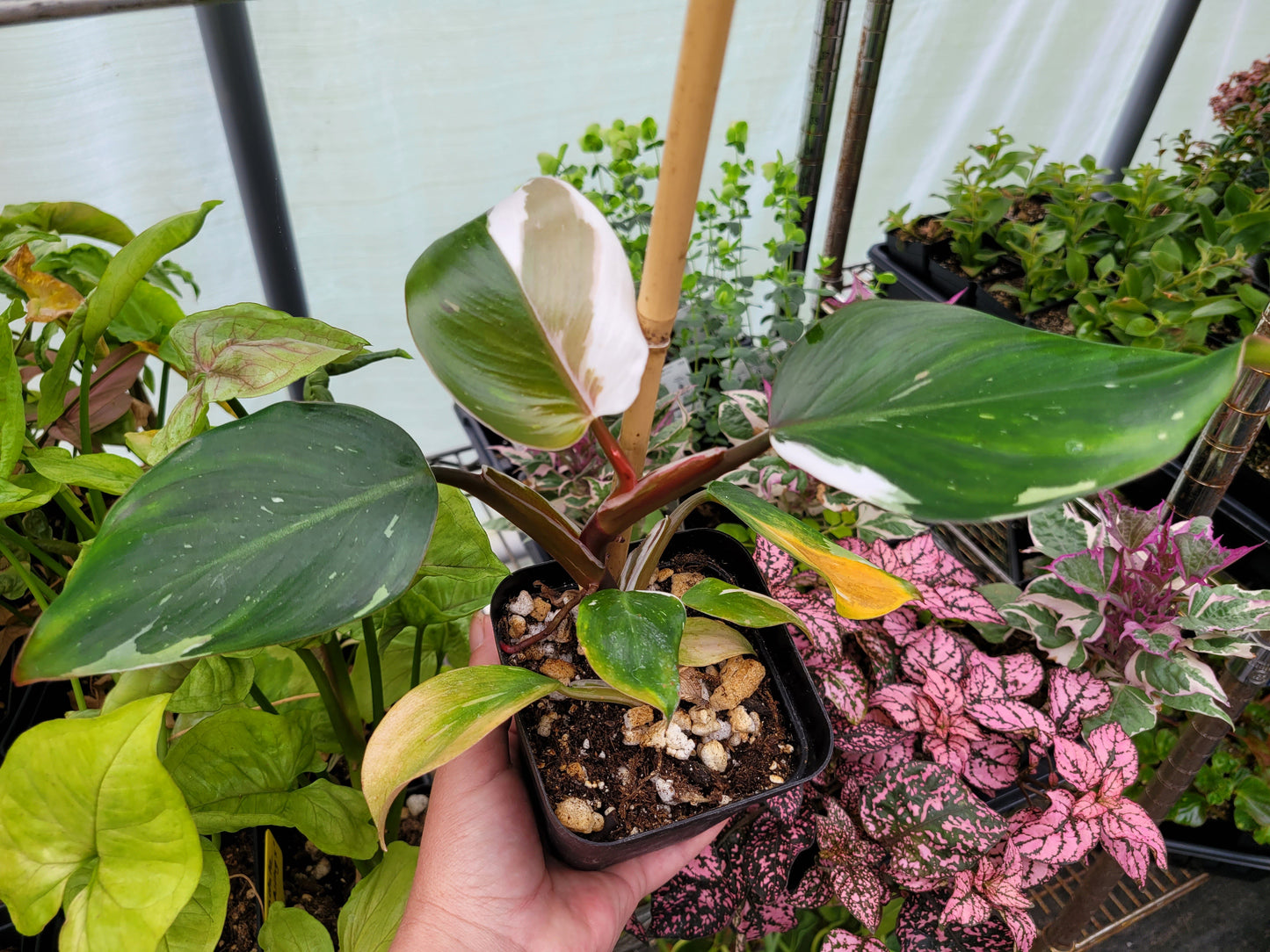 Philodendron ‘White Wizard’