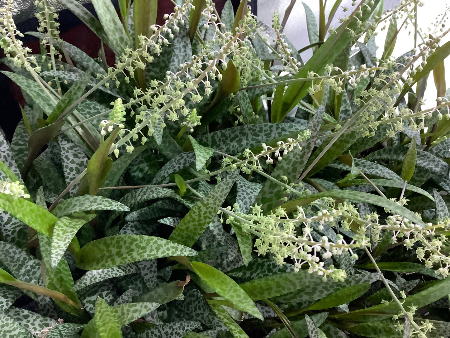 Ledebouria Socialis ‘Violacea’ (“Silver Squill/Leopard Lily”)