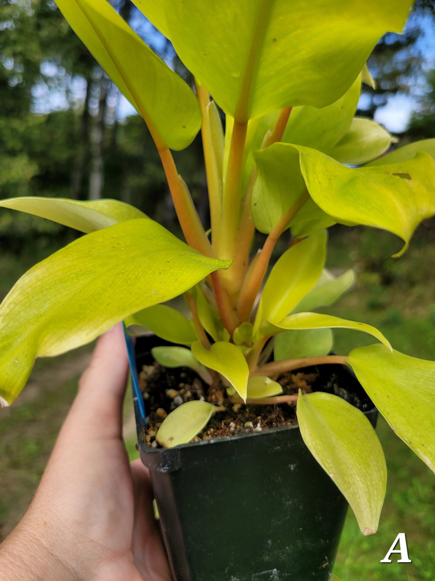 Philodendron Warscewiczii 'Aurea'