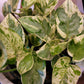 Epipremnum Aureum ‘Pearls and Jade’ Pothos