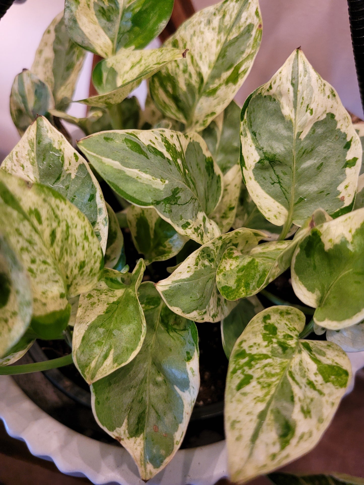 Epipremnum Aureum ‘Pearls and Jade’ Pothos