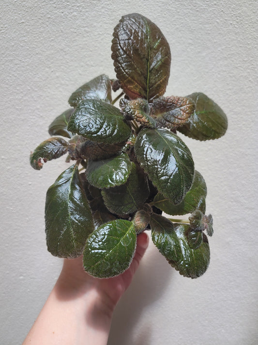 Episcia ‘Spring’s Symphony’