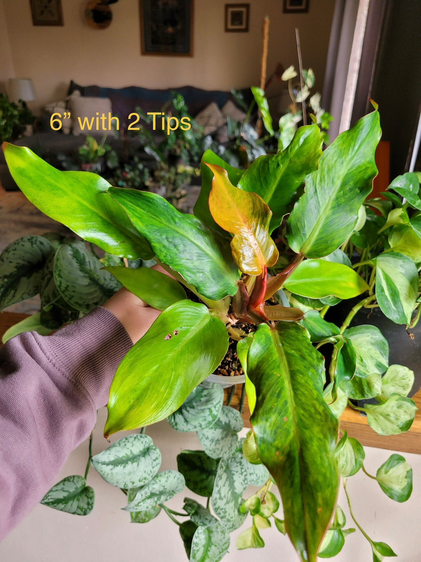 Philodendron 'Orange marmalade' (aka Quadcolor)