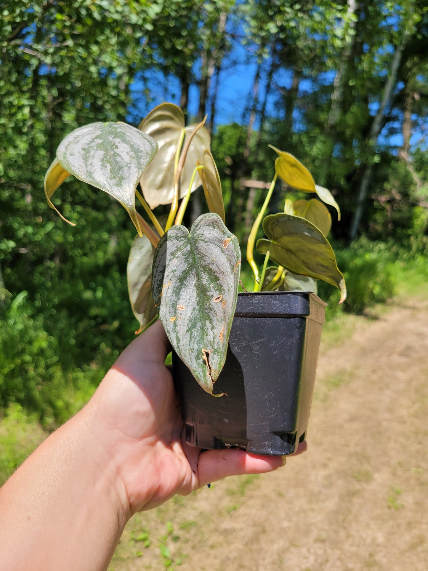 Philodendron Brandtianum