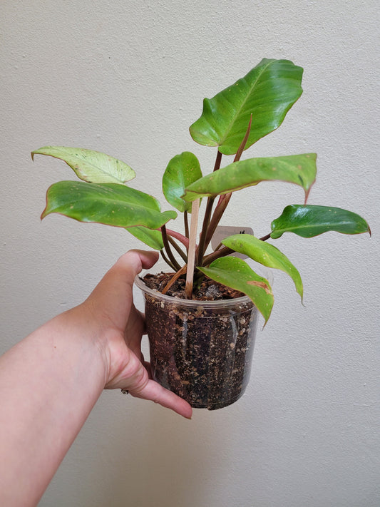 Philodendron ‘Snowdrift’