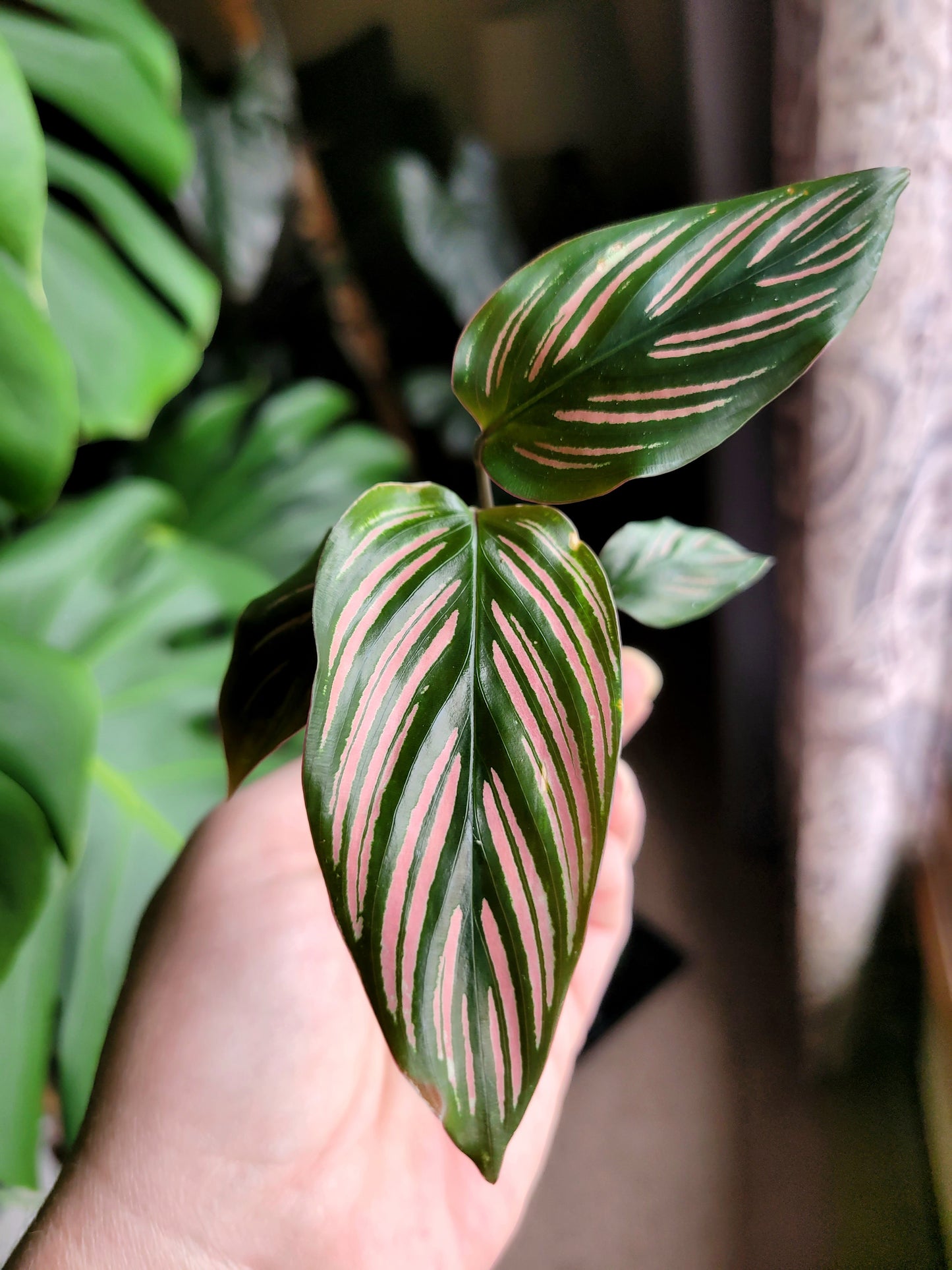 Calathea majestica ‘White Star’