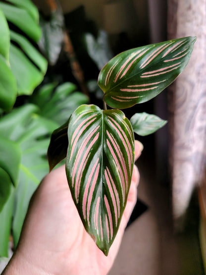 Calathea majestica ‘White Star’