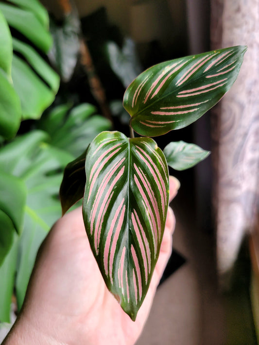 Calathea majestica ‘White Star’