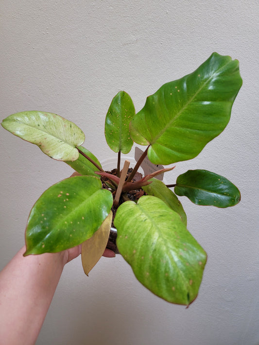 Philodendron ‘Snowdrift’