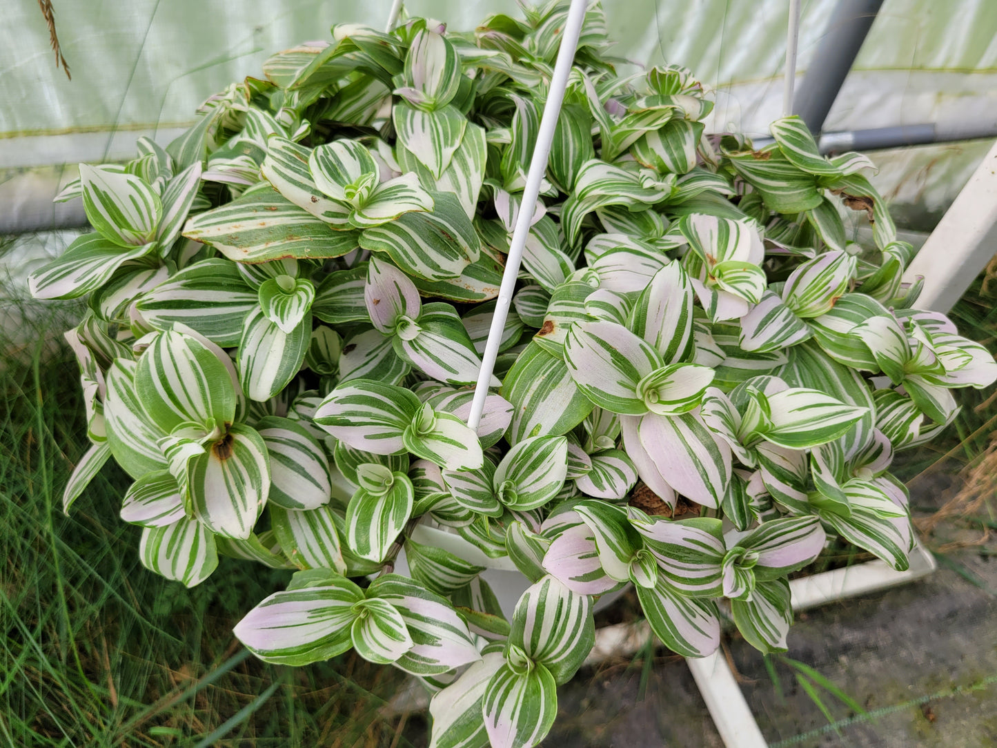 Tradescantia Continental ‘Pink Clone’