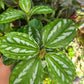 Pilea cadierei “Aluminum plant”