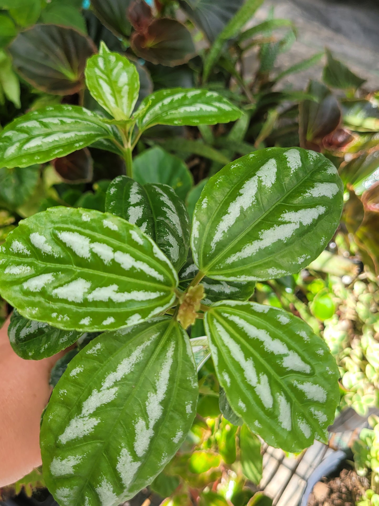 Pilea cadierei “Aluminum plant”