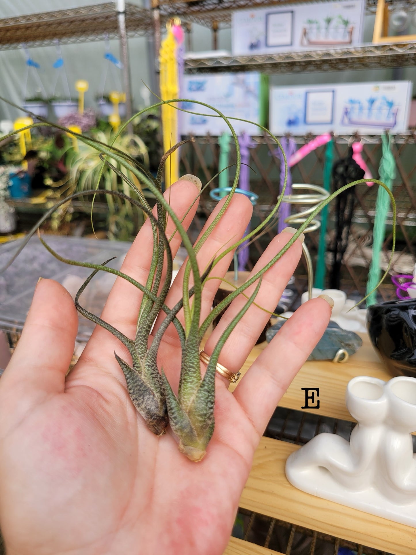 Small Air Plant