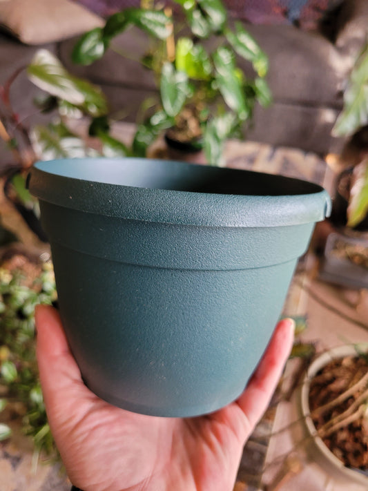 6” Hanging Basket with dirt catch and hanger