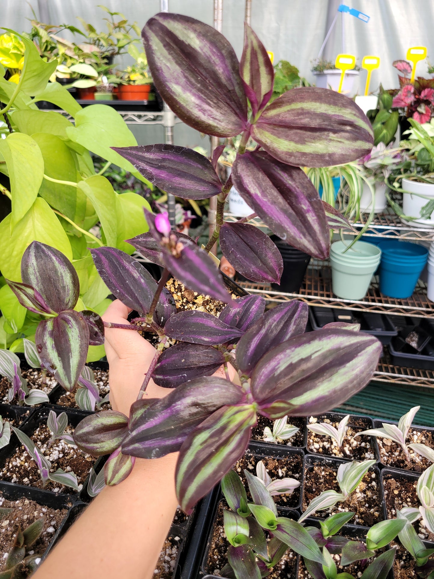 Tradescantia Zebrina Burgundy