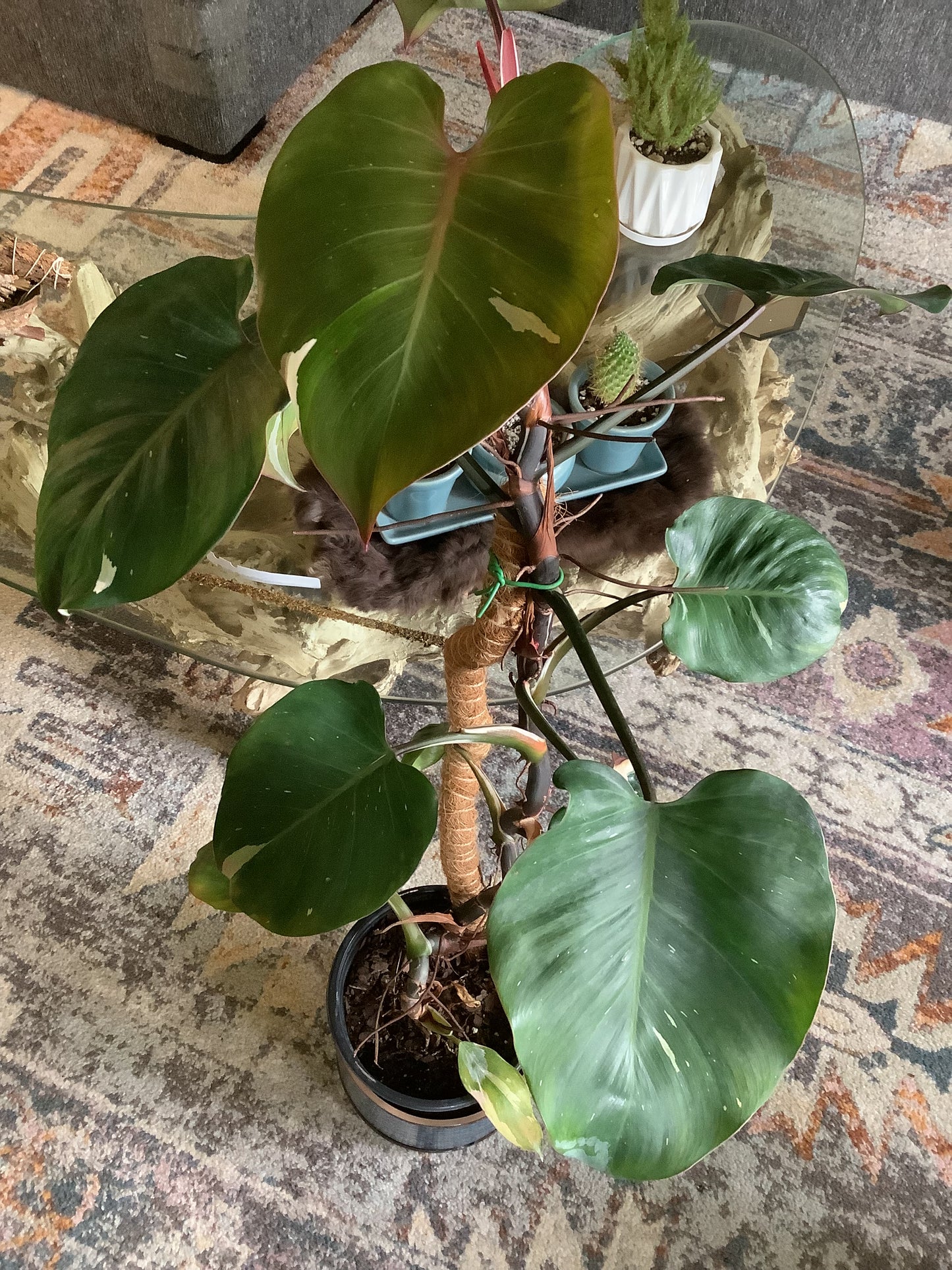 Philodendron ‘White Wizard’