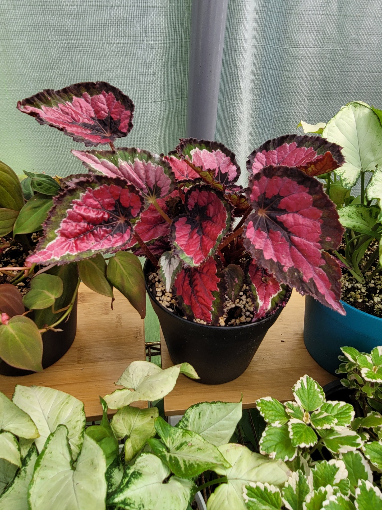 Begonia Rex ‘Harmony’s Red Robin’