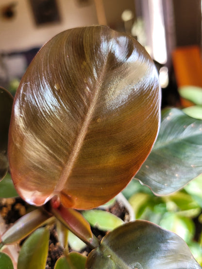 Philodendron ‘Black Cardinal’
