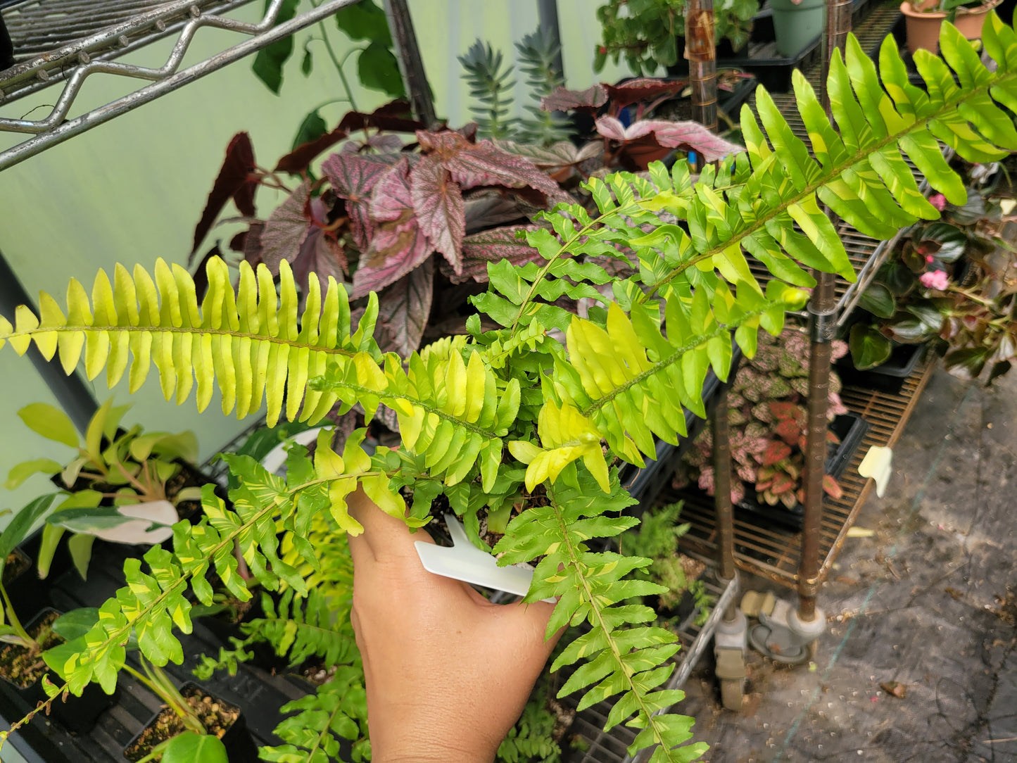 Nephrolepis Exaltata ‘Tiger Fern’