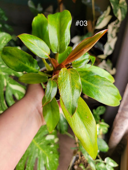 Philodendron 'Orange marmalade' (aka Quadcolor)