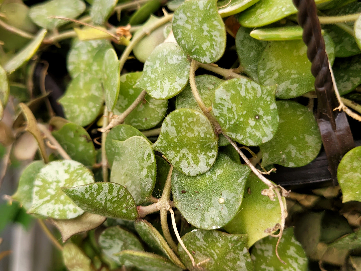 Hoya ‘curtisii’