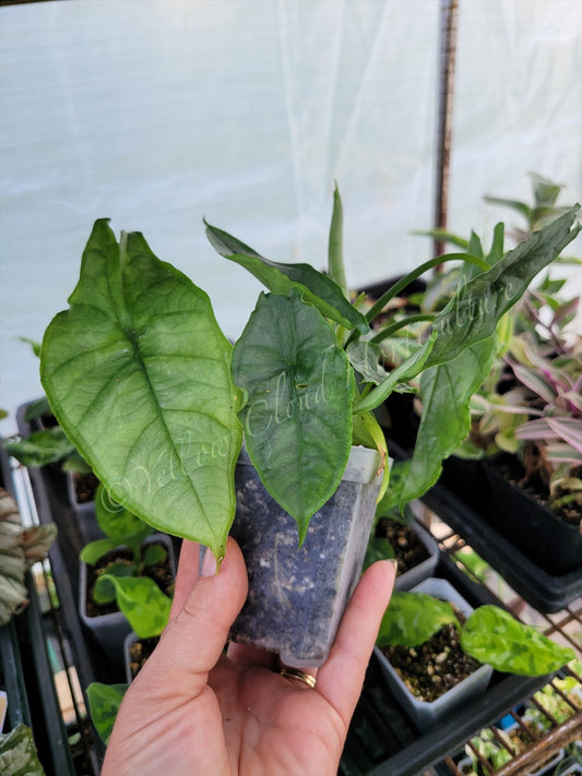 Alocasia heterophylla 'Dragon's Breath'