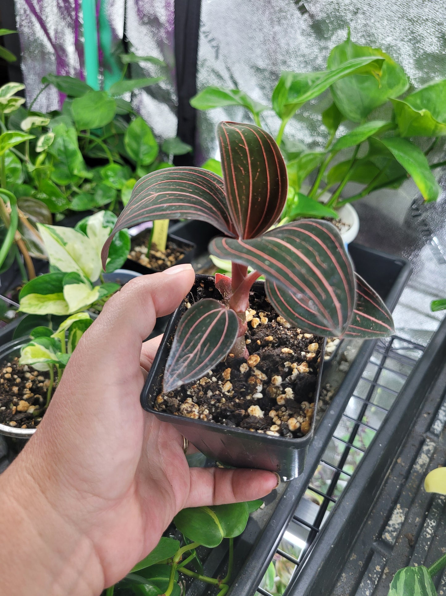 Jewel Orchid ‘Ludisia Discolor’