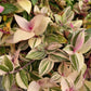 Tradescantia Mundula ‘Lisa’ (Rainbow/Tricolor)