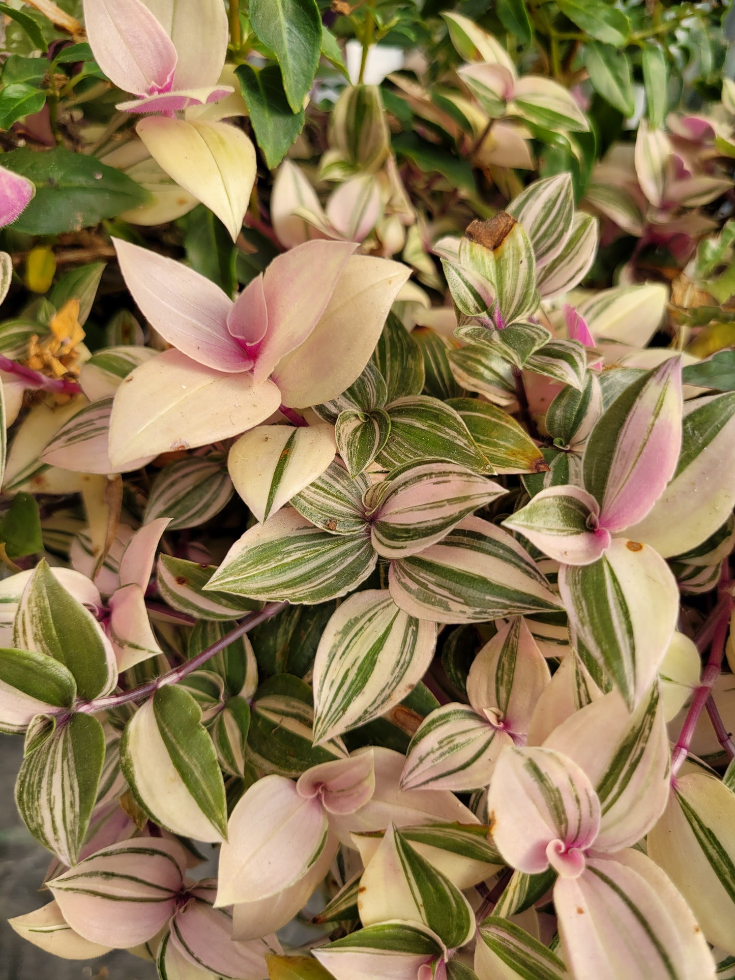 Tradescantia Mundula ‘Lisa’ (Rainbow/Tricolor)