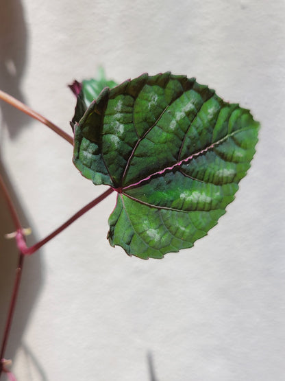 Cissus ‘Discolor’
