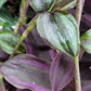 Tradescantia Zebrina ‘Little Hill’ (“Dark Desire”)