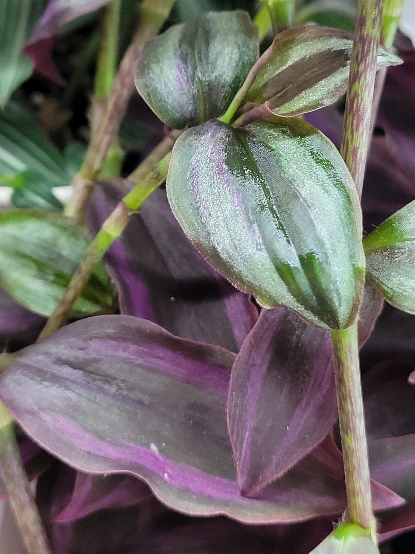 Tradescantia Zebrina ‘Little Hill’ (“Dark Desire”)