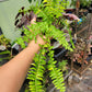 Nephrolepis Exaltata ‘Tiger Fern’