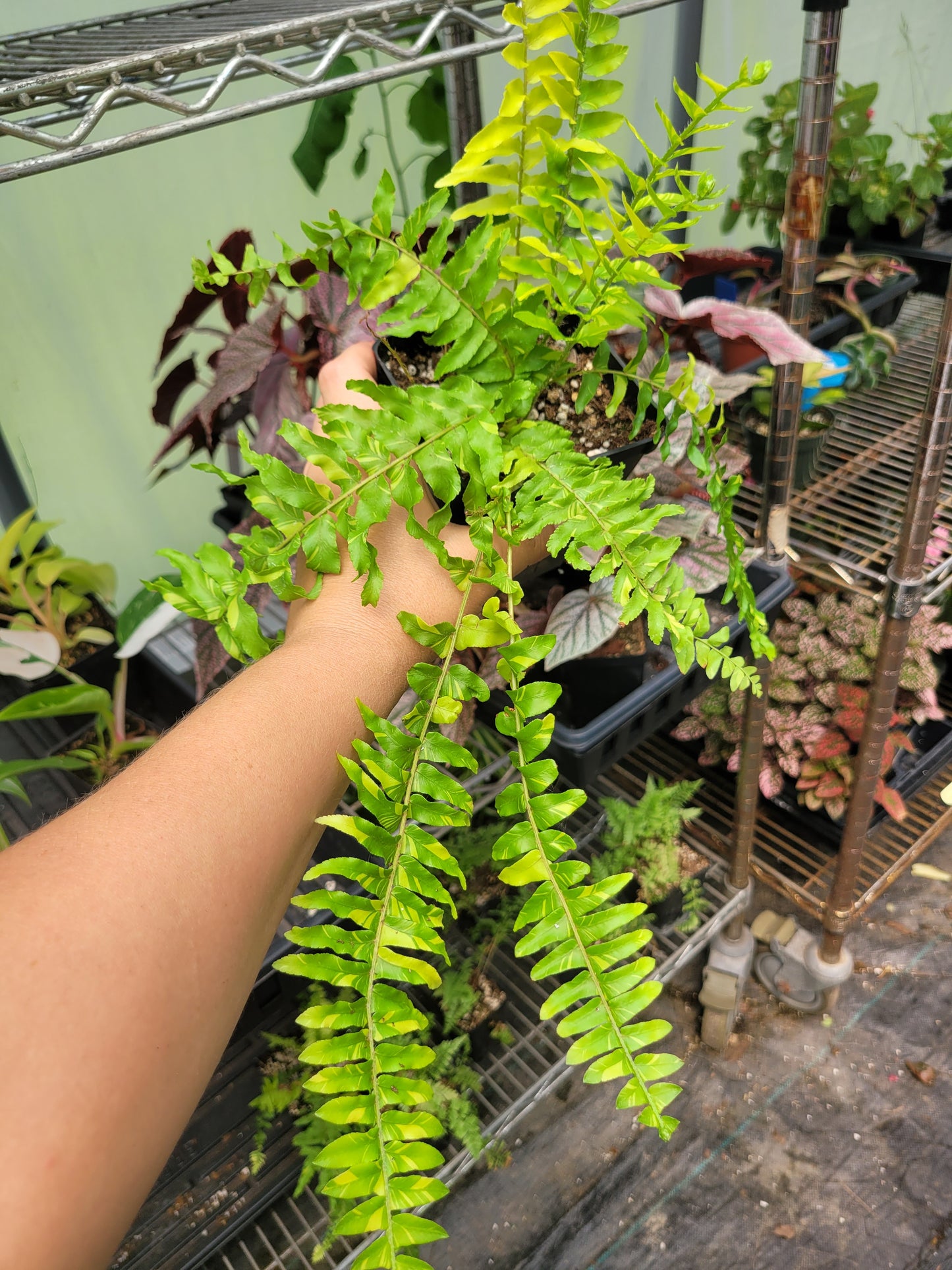 Nephrolepis Exaltata ‘Tiger Fern’